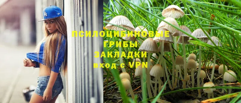 блэк спрут ссылка  Каспийск  Галлюциногенные грибы Psilocybe 